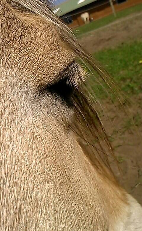 Fjordhest Bonanza Grønlund - Hans smukke øje <3 2014-foto: Mig billede 6