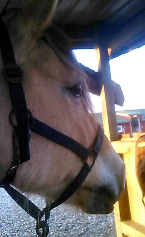 Fjordhest Bonanza Grønlund billede 17