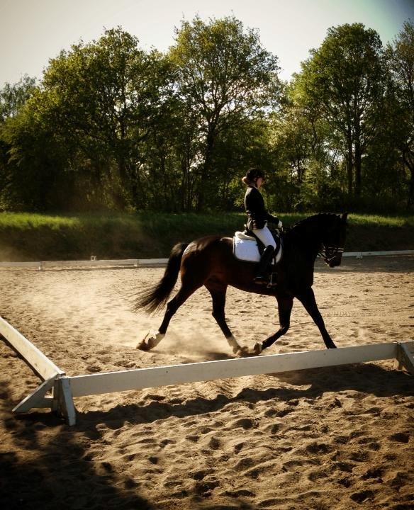 Dansk Varmblod Don Diego af Lilleris billede 1