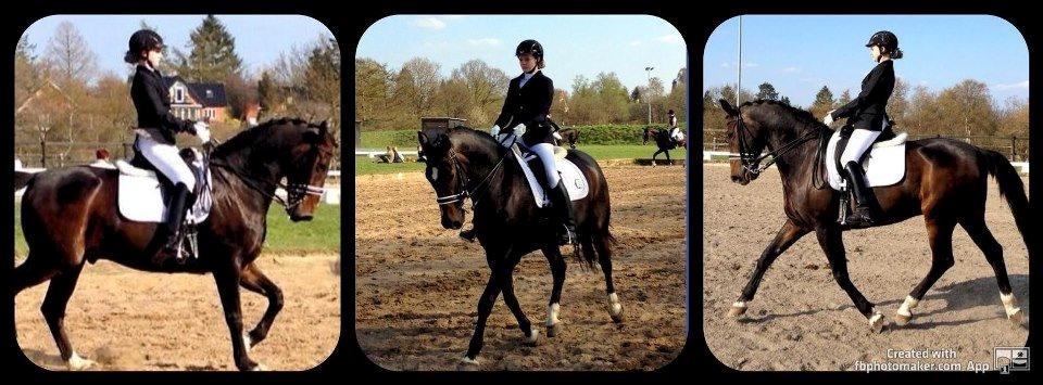 Dansk Varmblod Don Diego af Lilleris billede 2