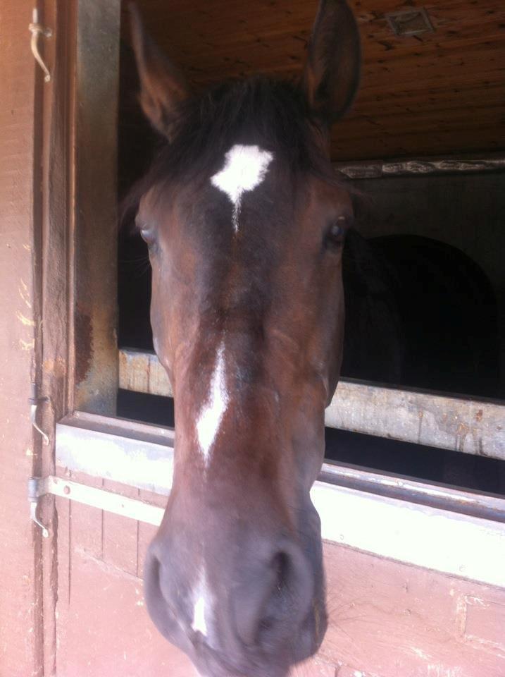 Dansk Varmblod Don Diego af Lilleris billede 5