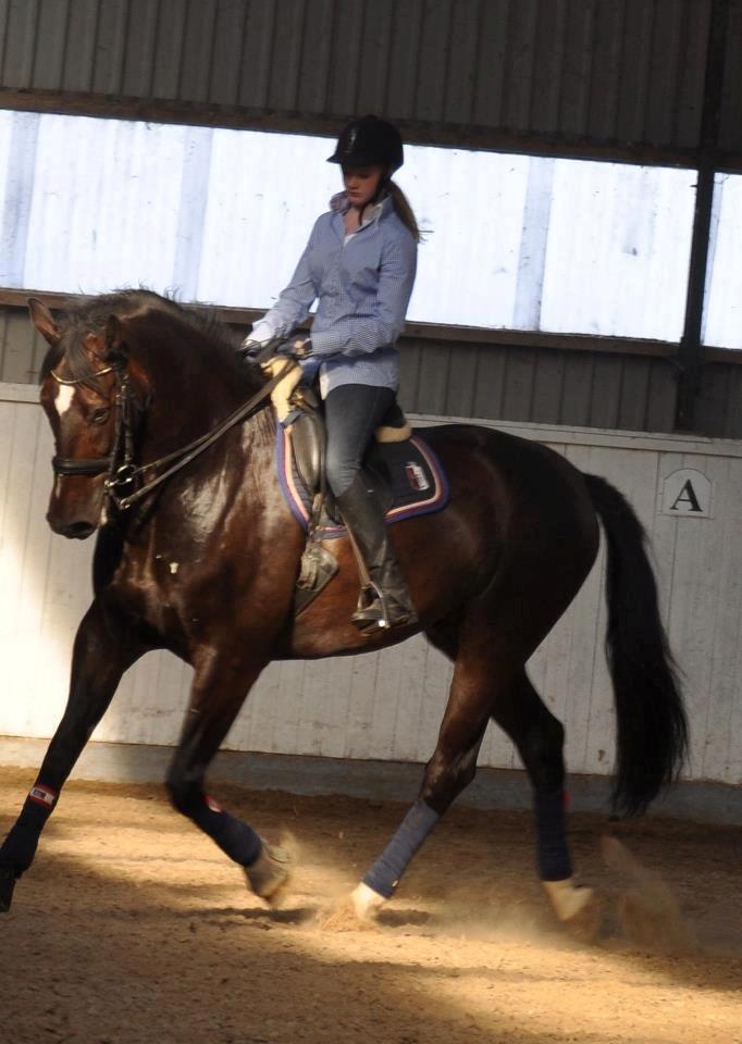 Dansk Varmblod Don Diego af Lilleris billede 6