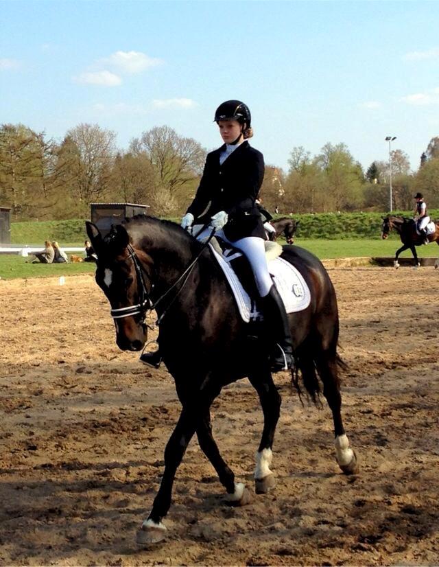 Dansk Varmblod Don Diego af Lilleris billede 7