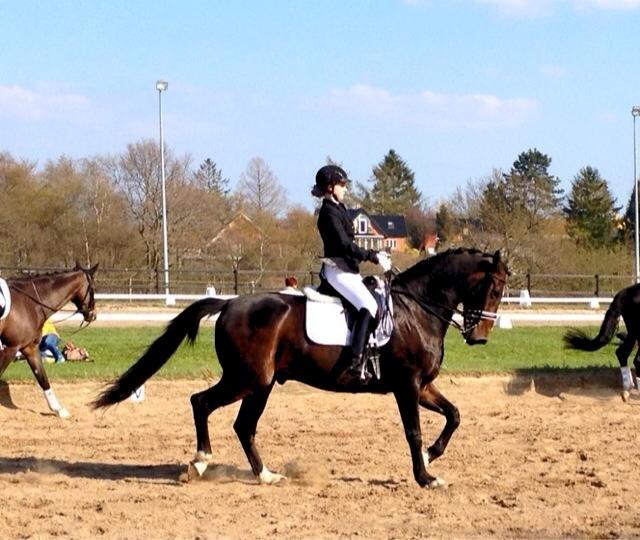 Dansk Varmblod Don Diego af Lilleris billede 3