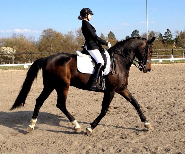 Dansk Varmblod Don Diego af Lilleris billede 8