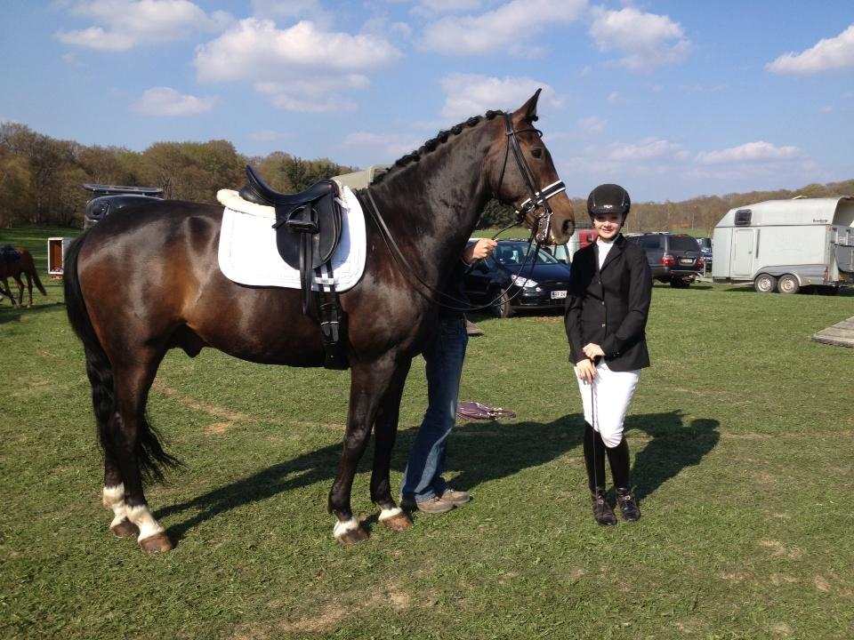 Dansk Varmblod Don Diego af Lilleris billede 9