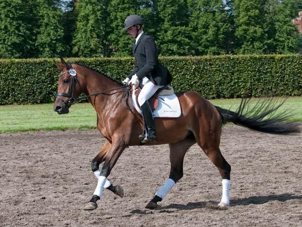 Dansk Varmblod Pixi Vestervang (RDH) - Sadelkåring 2010 billede 11