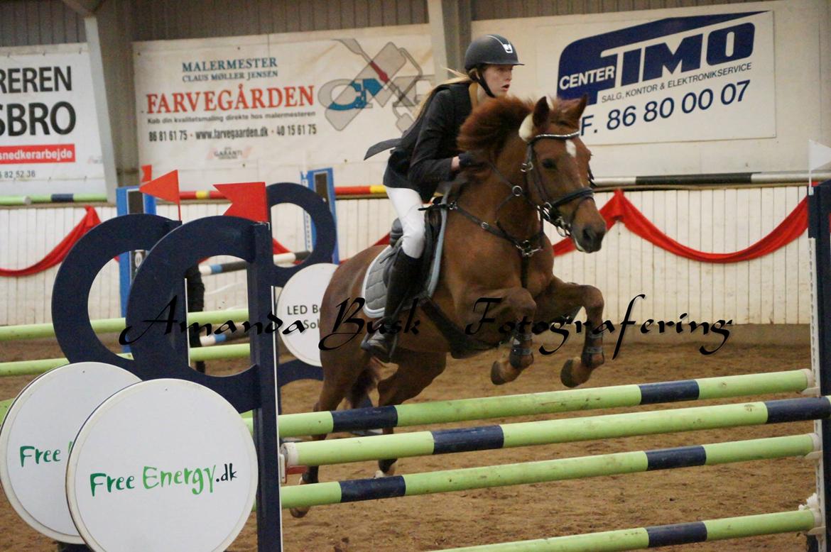 Anden særlig race Clements Penelope billede 37