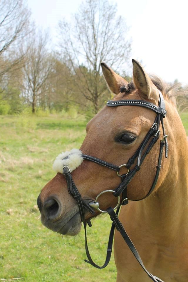 Anden særlig race Smukke Pocahontas!<3 - Smukke pony billede 5