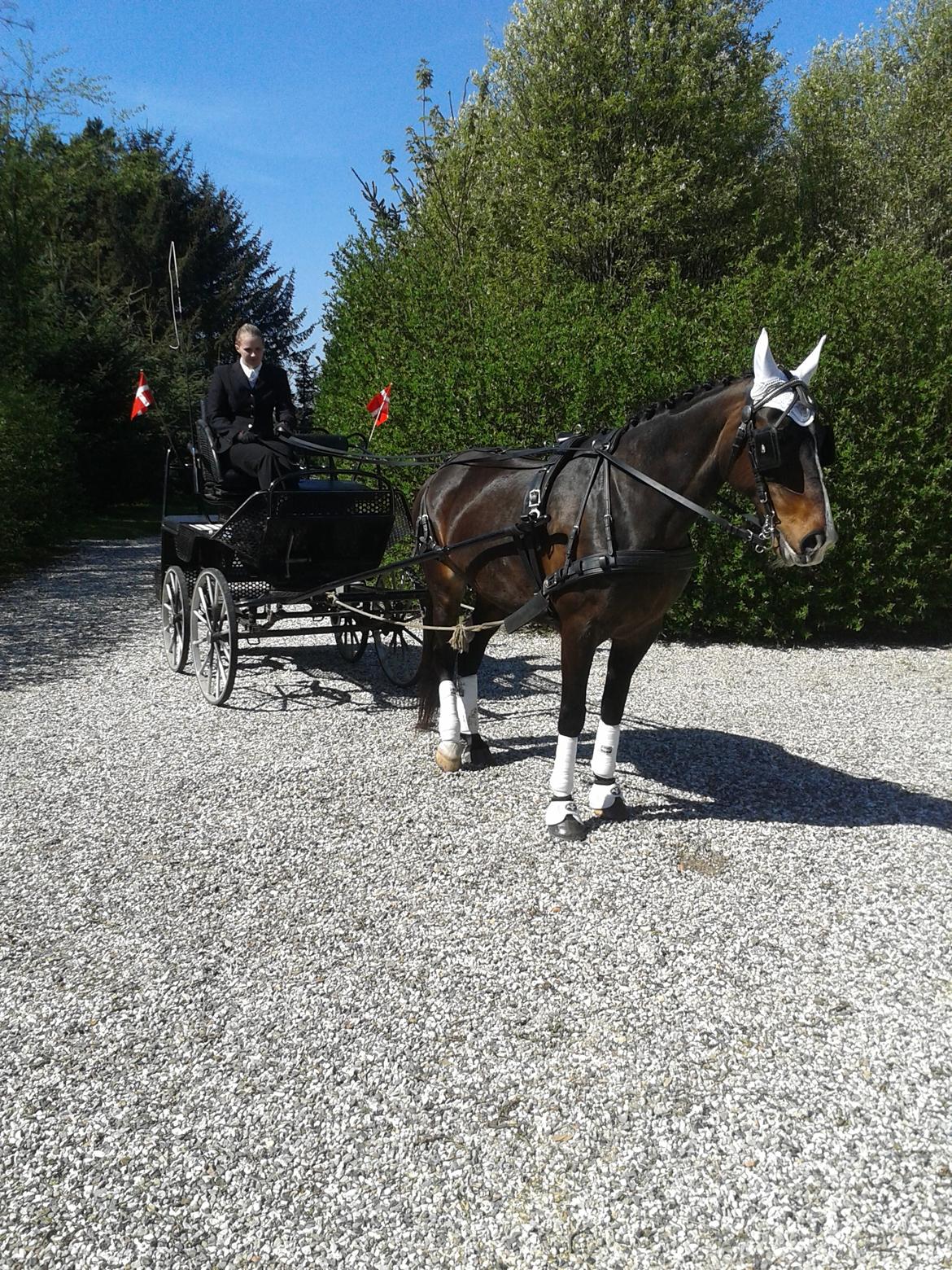 Anden særlig race Musse billede 2