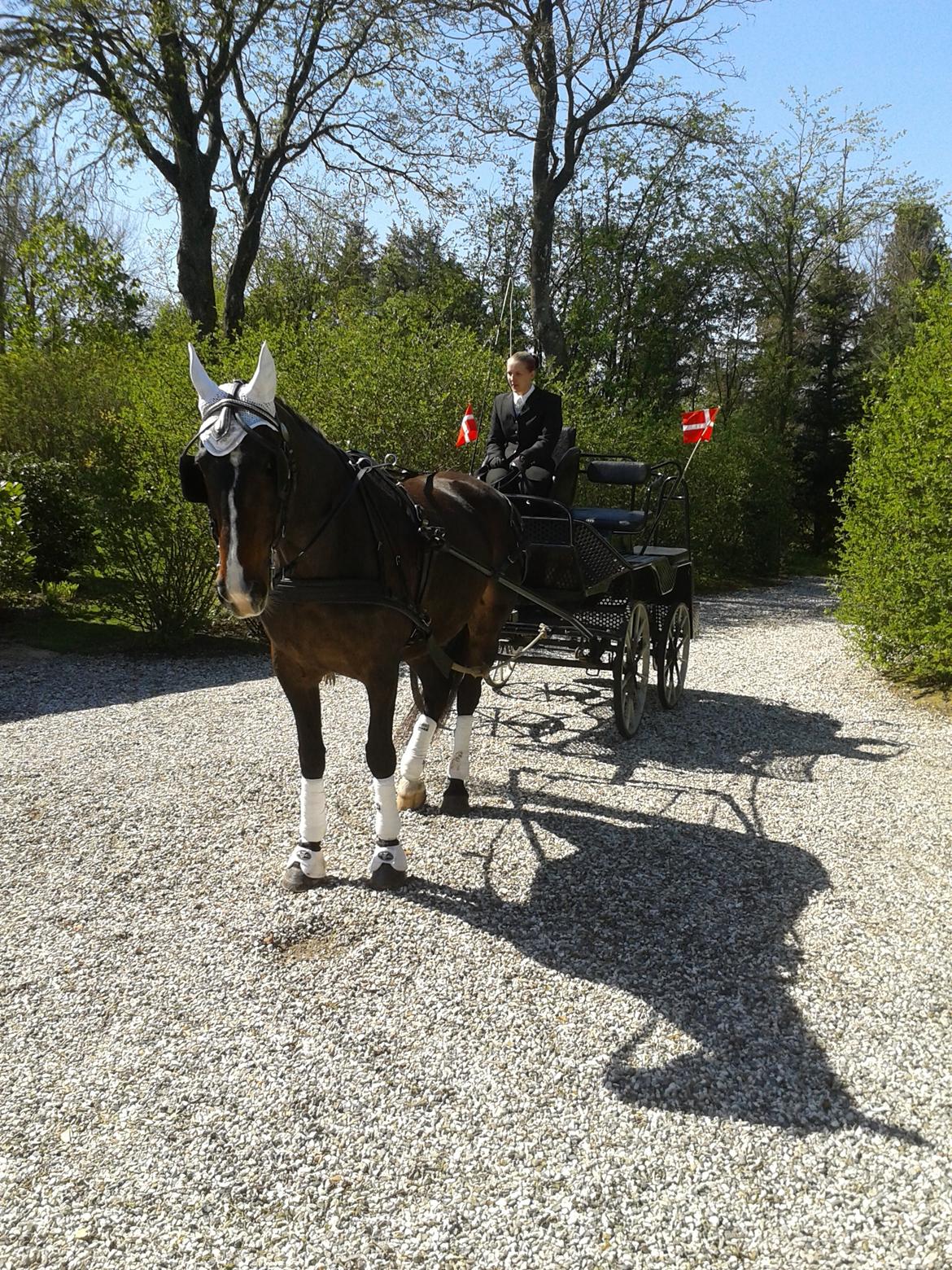 Anden særlig race Musse billede 1