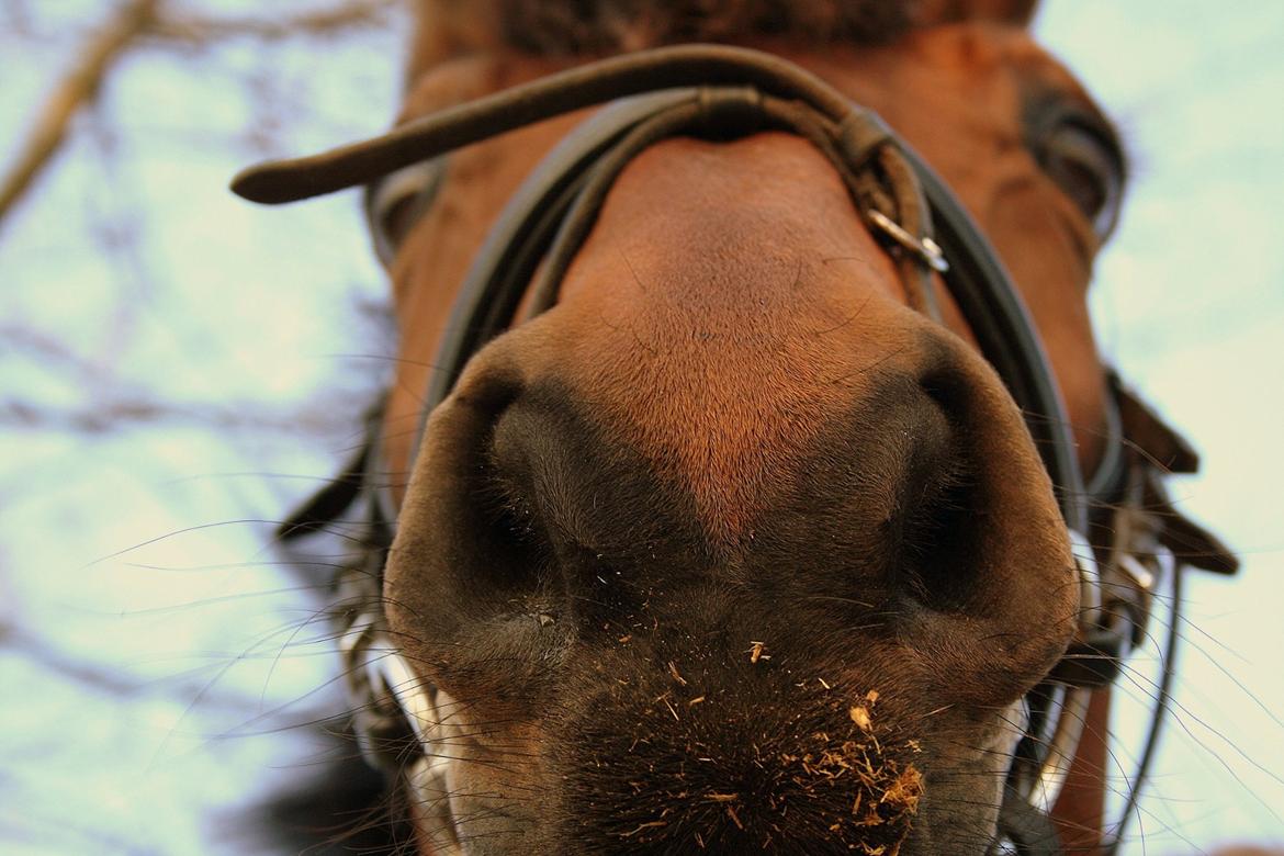 Dansk Varmblod Fiona *Fio* - Fio æder kameraet <3 billede 1