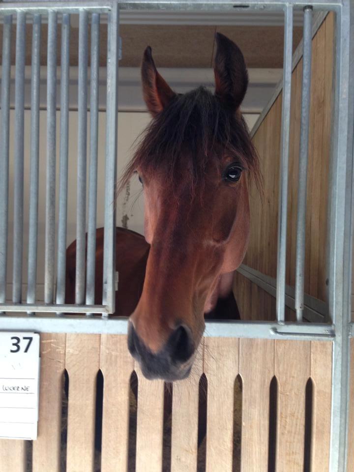 Dansk Varmblod Fiona *Fio* - Billede fra hospitalet <3 billede 18