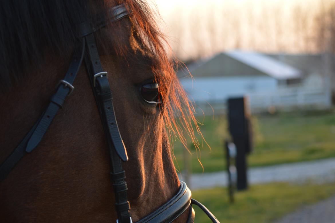 Dansk Varmblod Fiona *Fio* - Elsker virkelig den tøs <3 billede 12