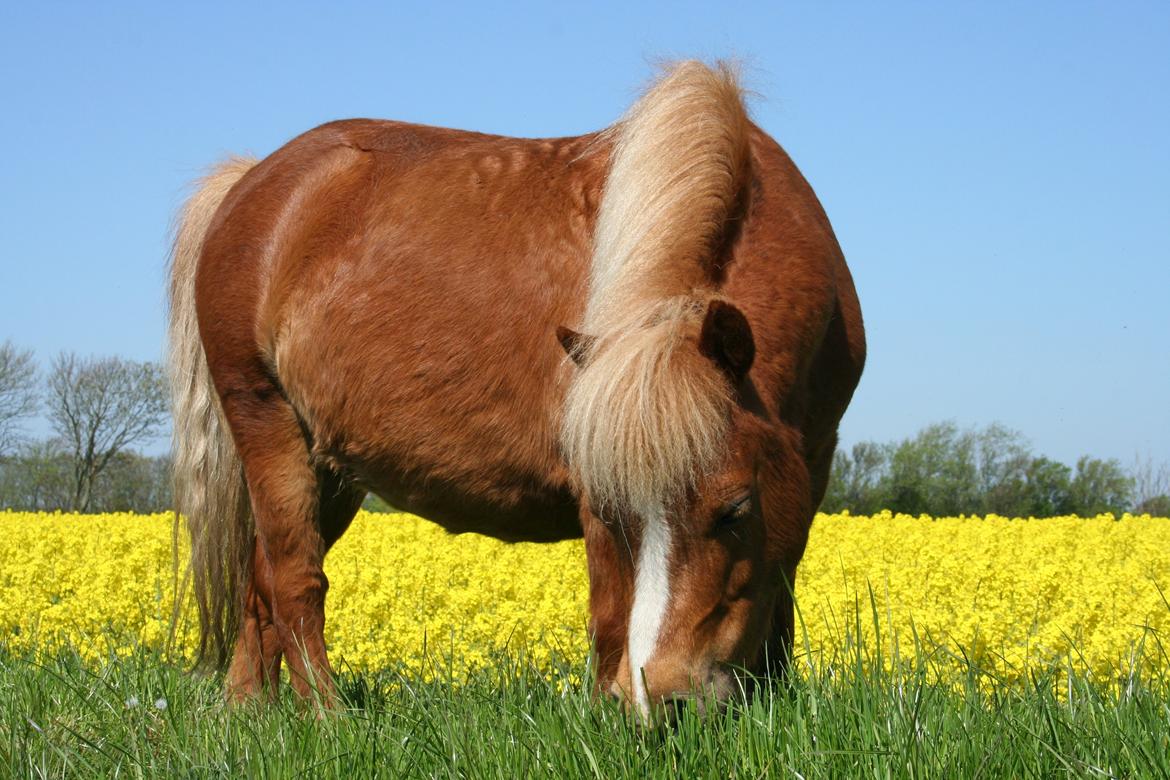 Shetlænder Lynet McQueen billede 1