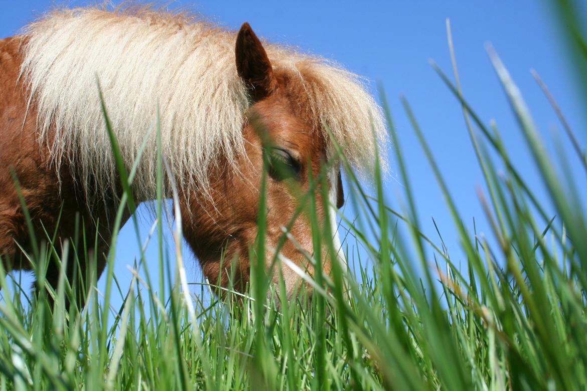Shetlænder Lynet McQueen billede 2