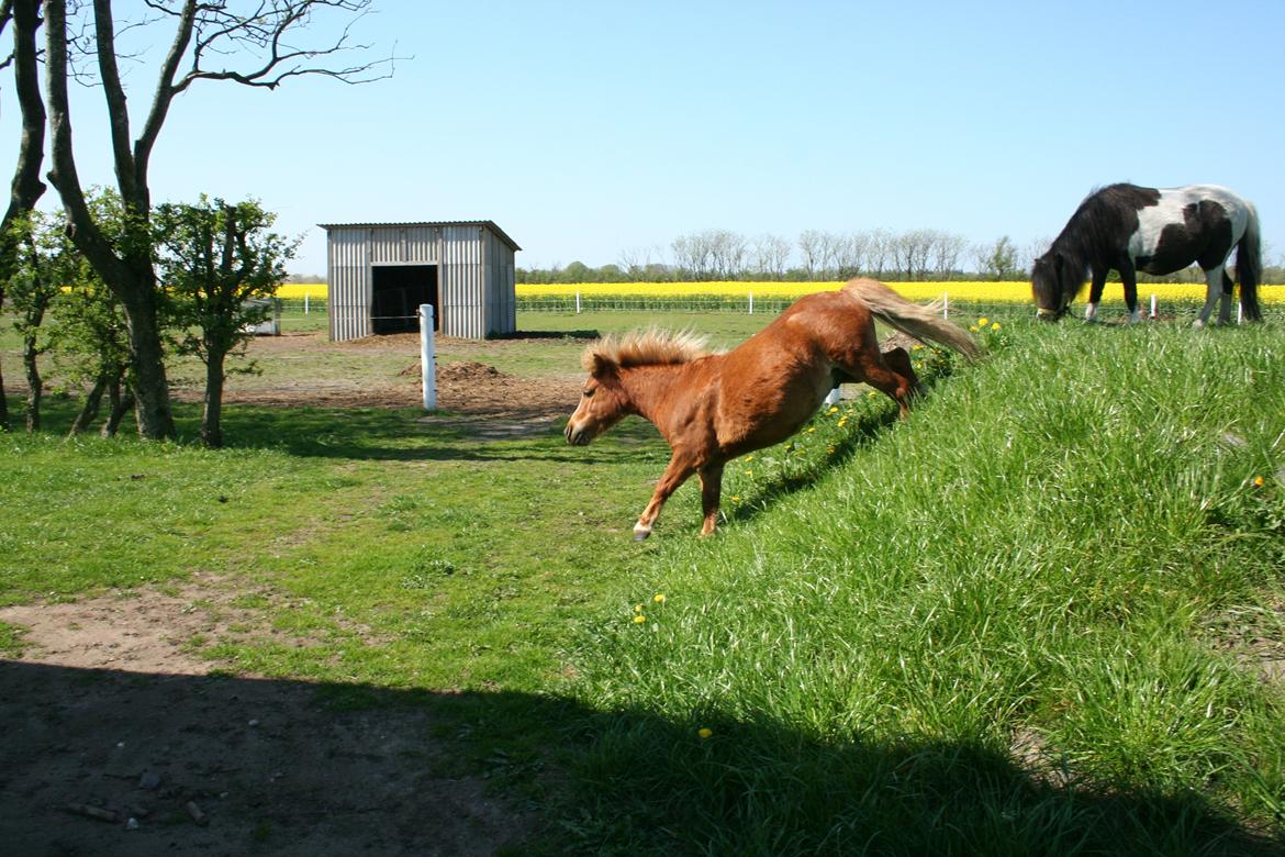 Shetlænder Lynet McQueen billede 3