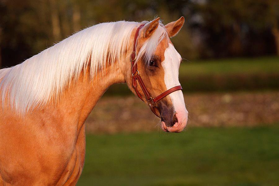 Palomino Richelieu's Fièvre d'or - 25. april 2014 - 1 år gammel. Foto: Line Madsen billede 18