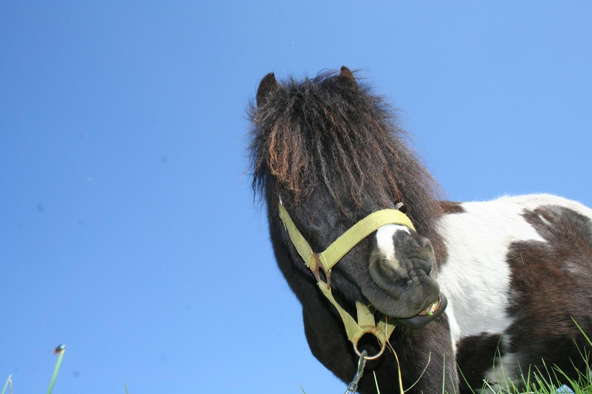 Pinto Hedegaardens Mulle billede 18