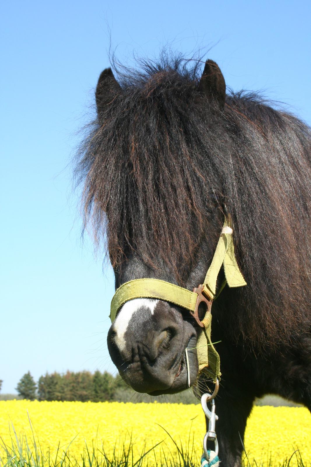 Pinto Hedegaardens Mulle billede 17