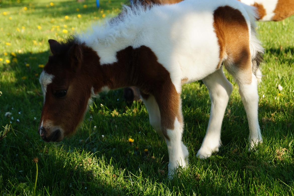 Shetlænder Piilgaardens Mister Mikado Memory billede 3