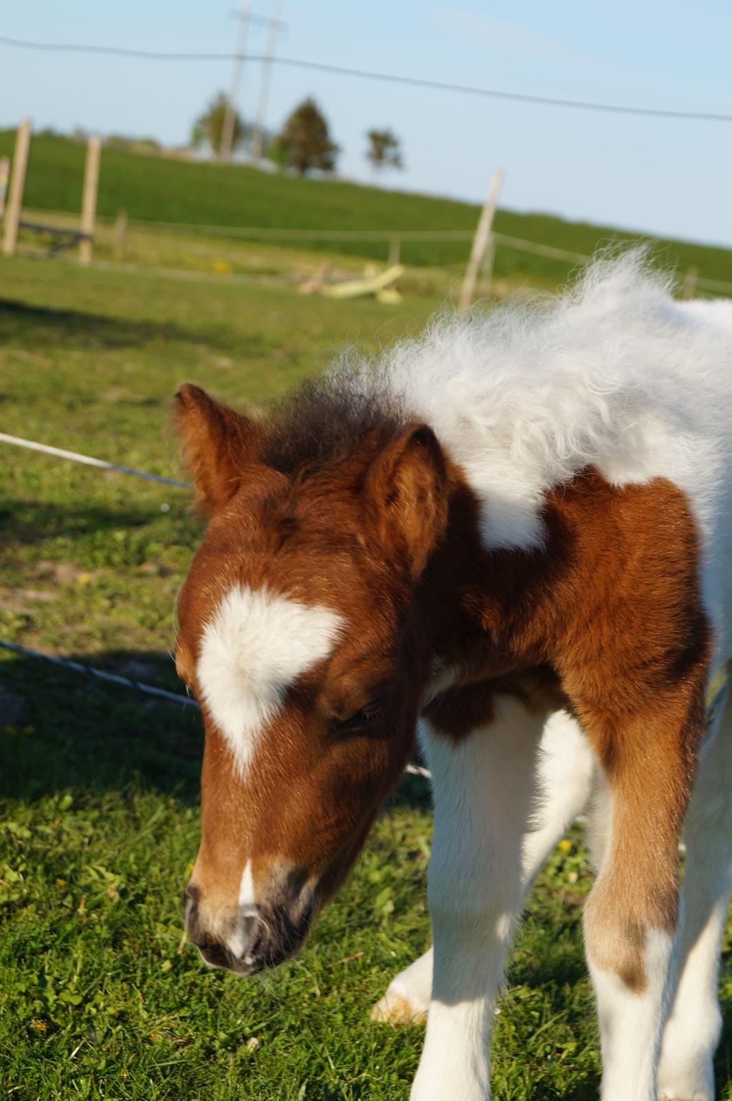 Shetlænder Piilgaardens Mister Mikado Memory billede 6