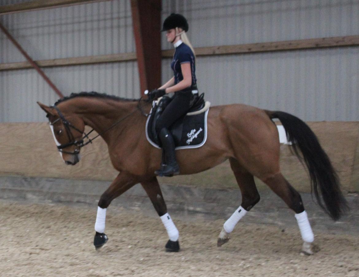 Dansk Varmblod Storbank's Darling - Never give up on someone you can't go a day without thinking about<3 billede 7