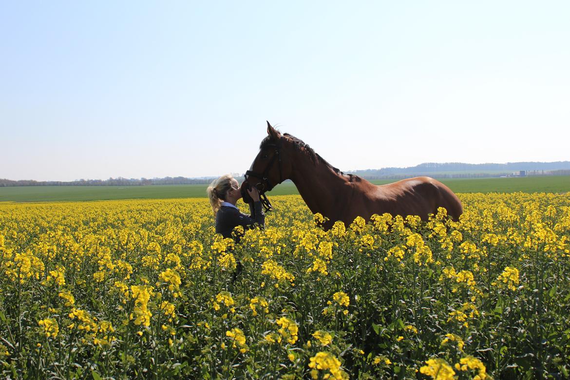 Dansk Varmblod Storbank's Darling - She is not just my horse! She id my Therapist
Sanity
Pride
Happiness
My bedst friend billede 12