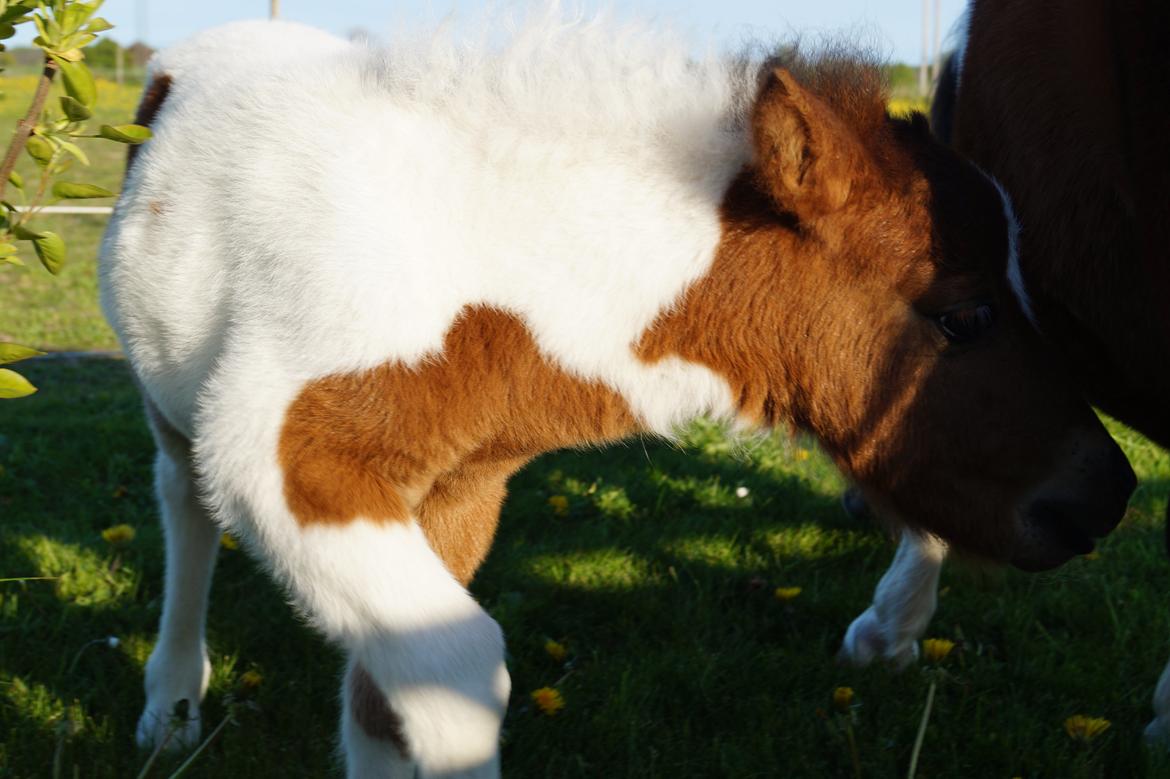 Shetlænder Piilgaardens Mister Mikado Memory billede 8