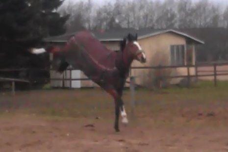 Dansk Varmblod Storbank's Darling - "If you train hard, you'll not only be hard - you'll be hard to beat"
 billede 18
