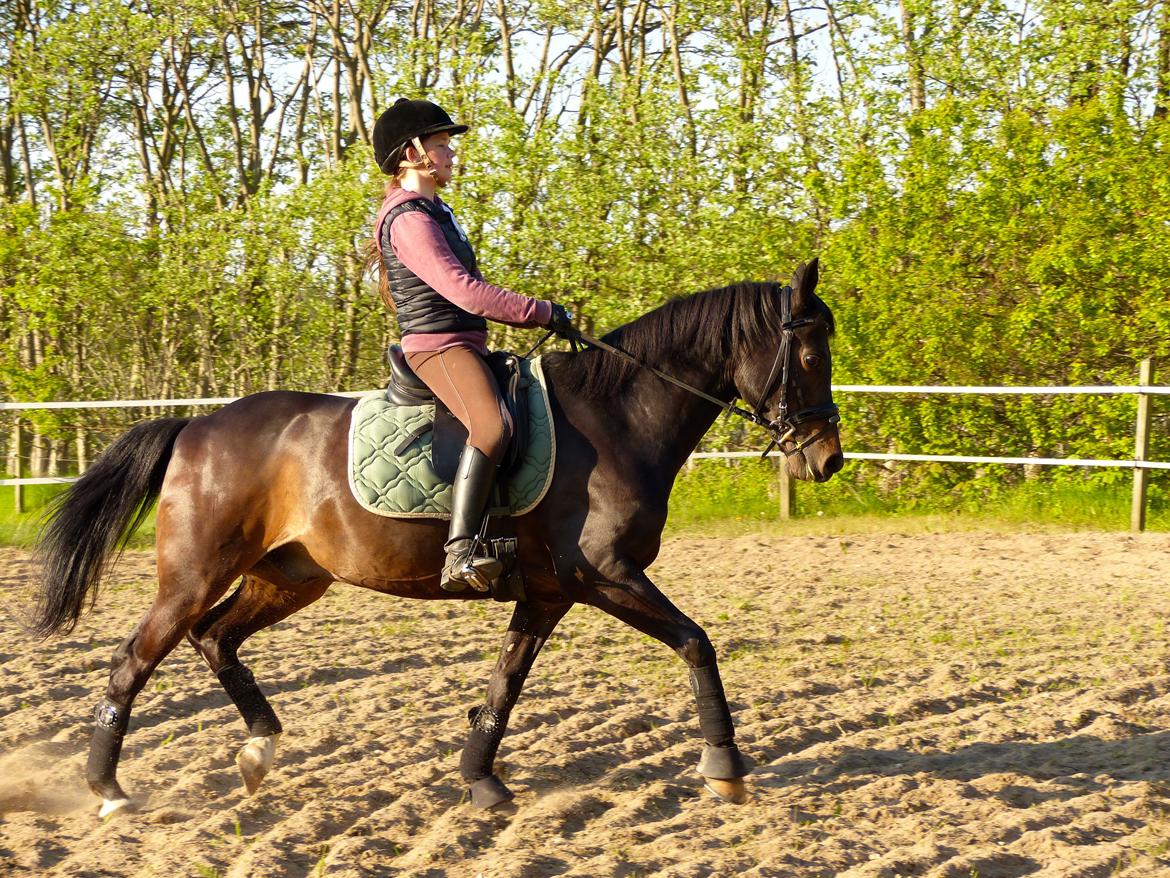 Arabisk fuldblod (OX) Marco af Sigpøt - 2 maj 2014 billede 10