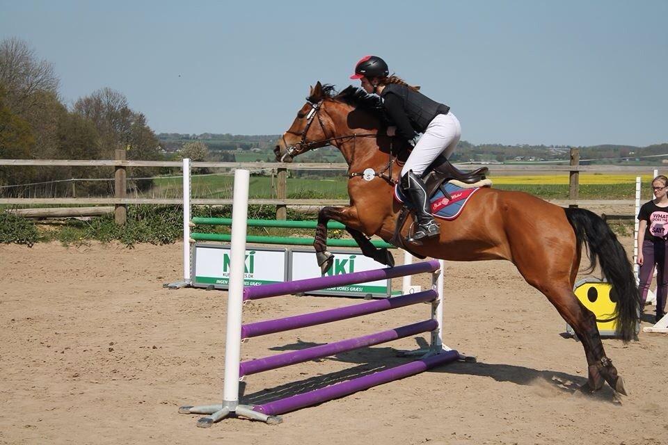 Dansk Varmblod Mon Cheri billede 8