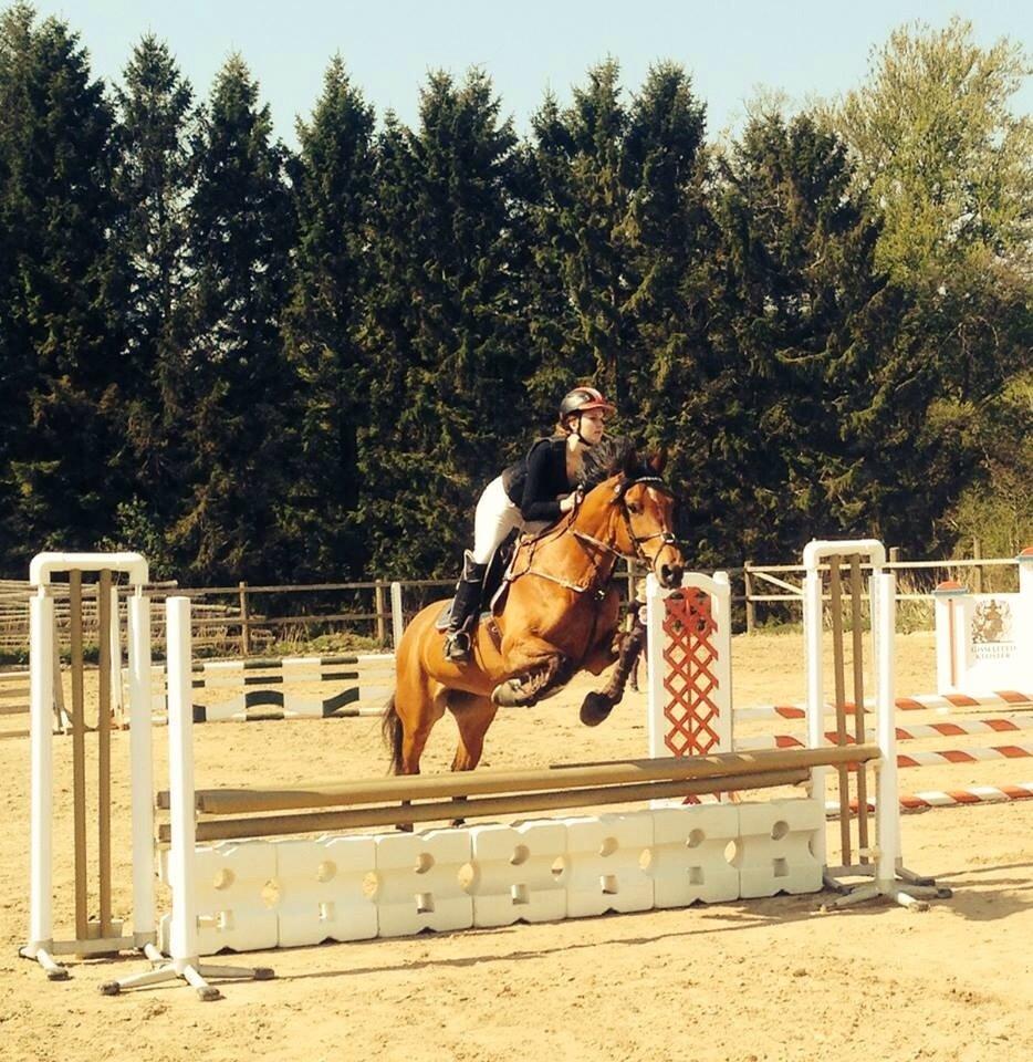 Dansk Varmblod Mon Cheri billede 9