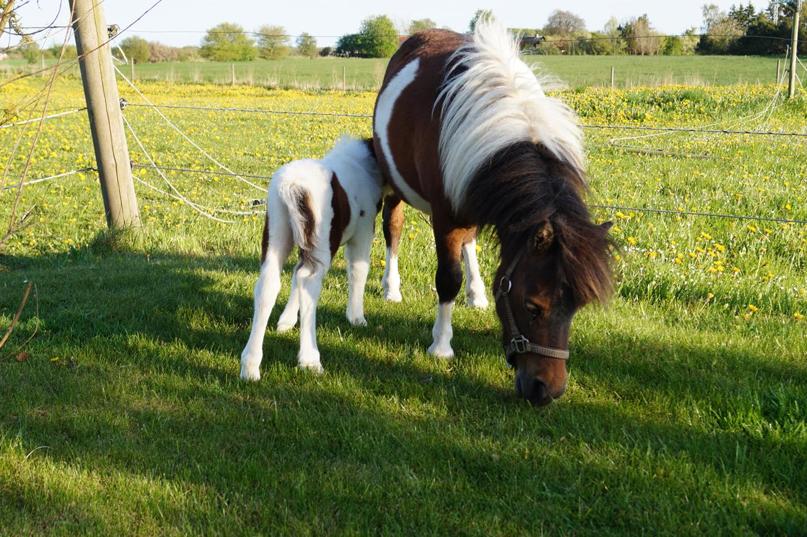 Shetlænder Piilgaardens Little Miss Molly Moonlight billede 9