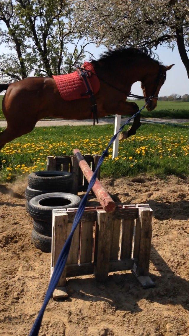 Dansk Varmblod Don Z billede 5