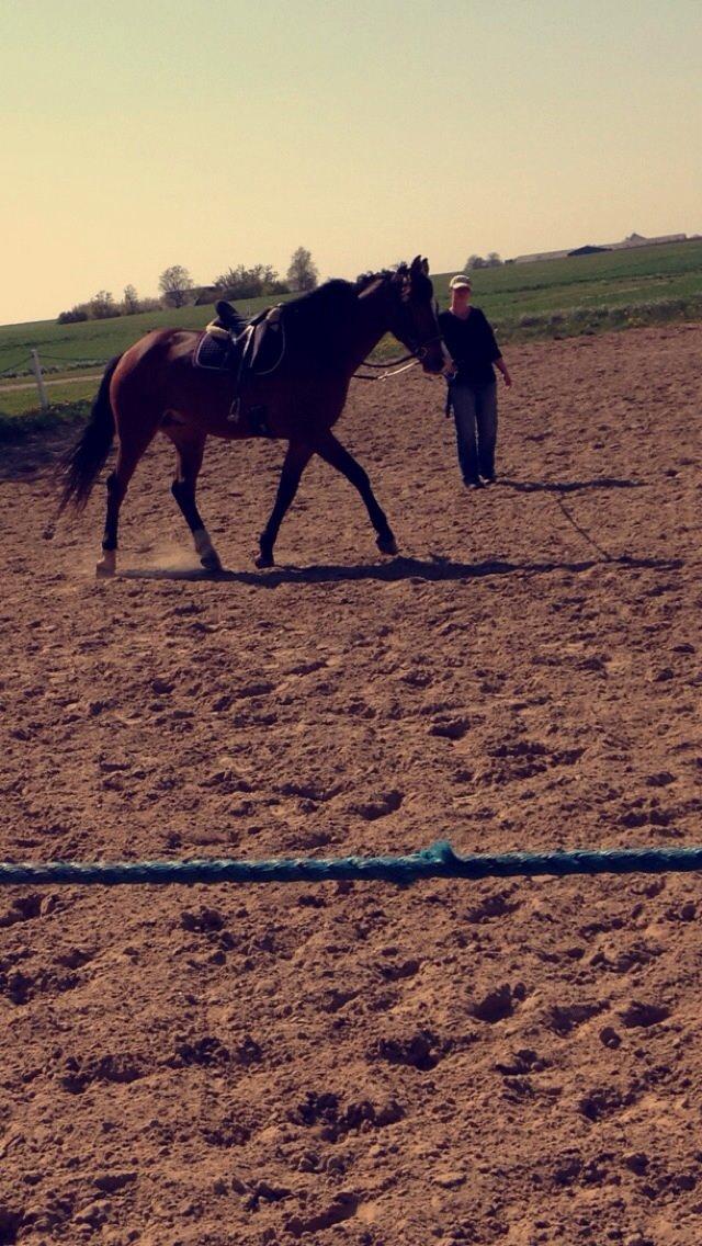 Dansk Varmblod Don Z billede 2