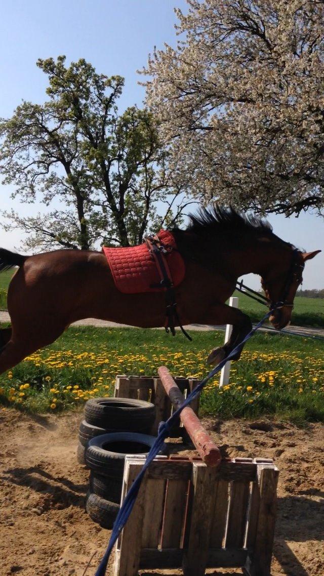 Dansk Varmblod Don Z billede 3