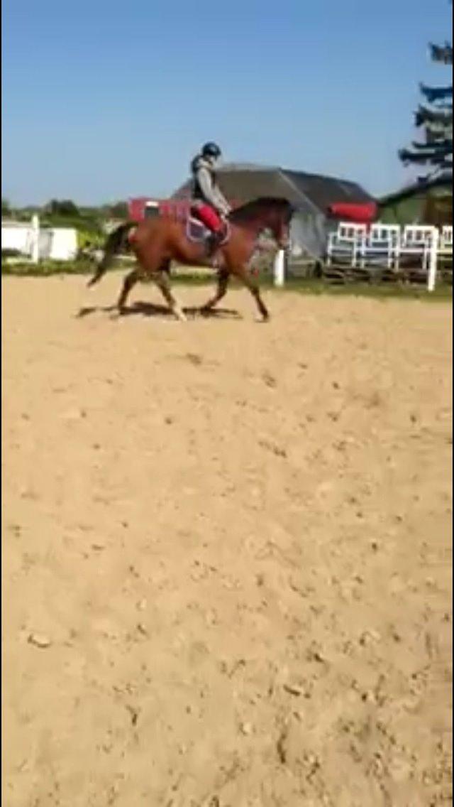 Dansk Varmblod Don Z billede 4