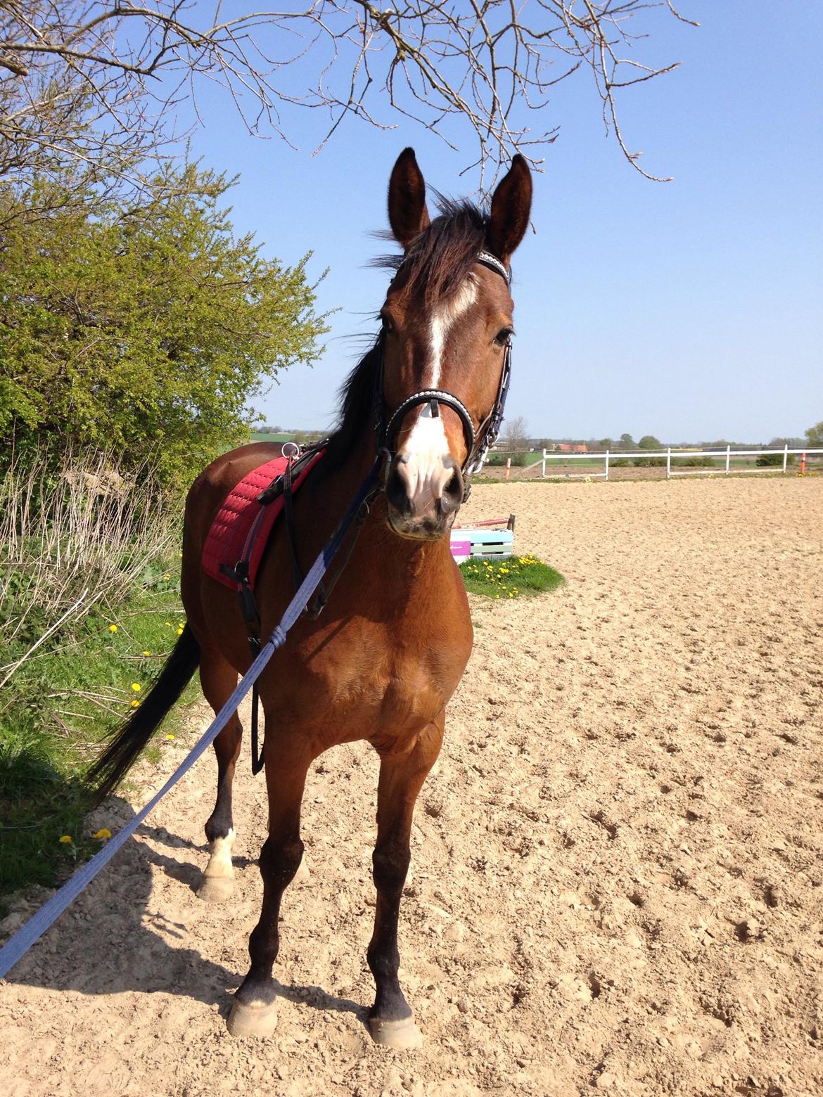 Dansk Varmblod Don Z billede 1