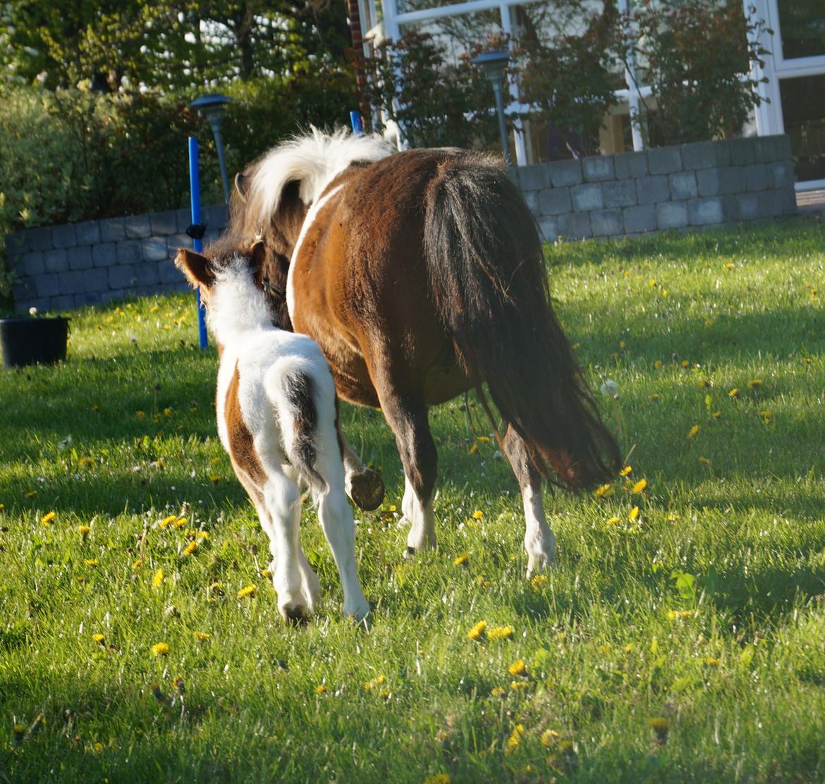 Shetlænder Piilgaardens Little Miss Molly Moonlight billede 7