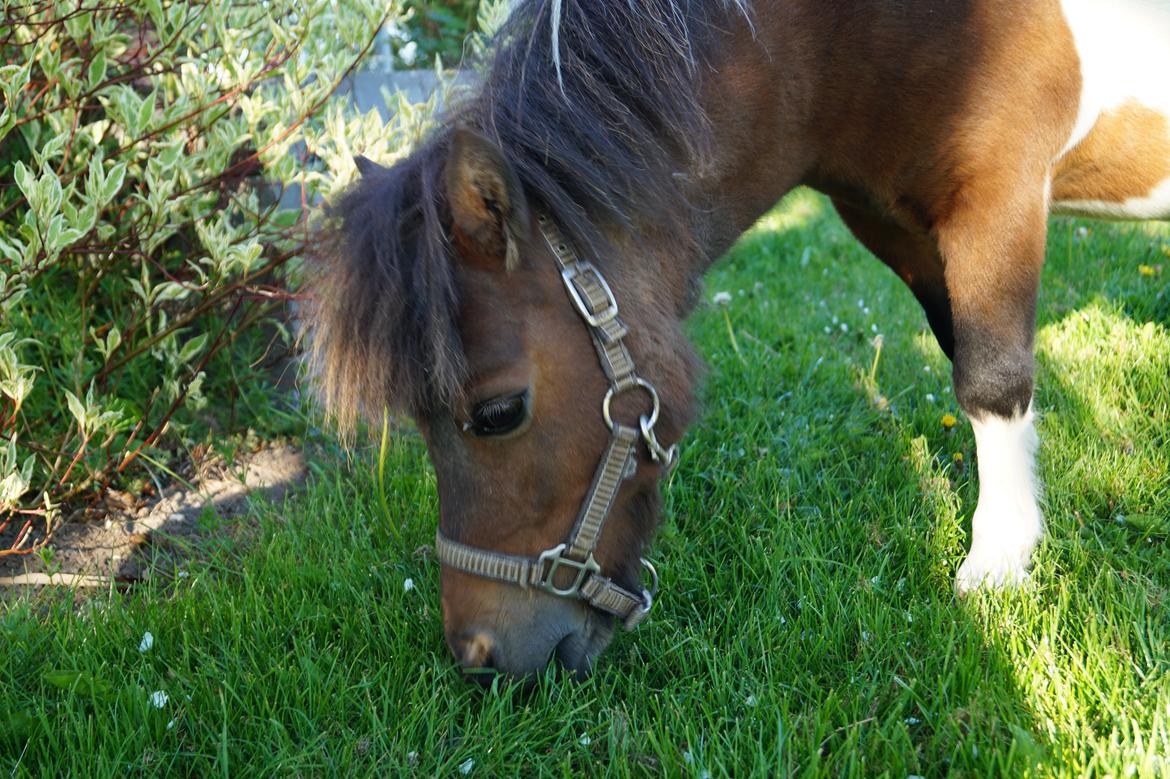 Shetlænder Piilgaardens Little Miss Molly Moonlight billede 13