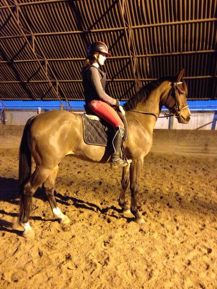 Dansk Varmblod Don Z billede 6