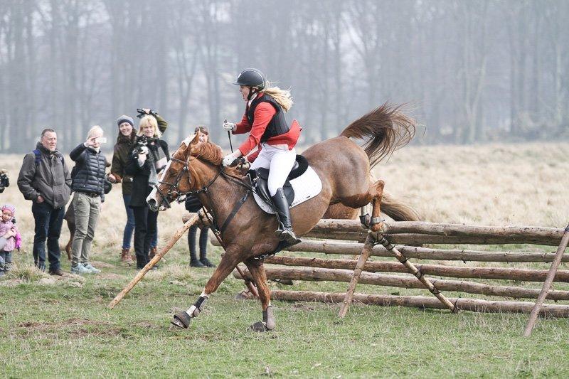 Hollandsk Sportspony Ferrari billede 16