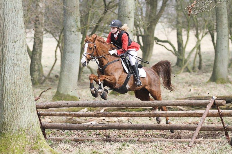 Hollandsk Sportspony Ferrari billede 17