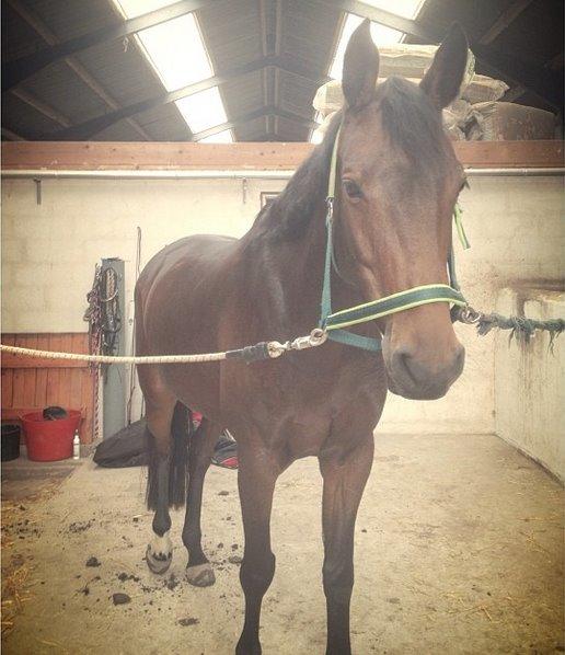 Holstener Aloa Lyngriis billede 3