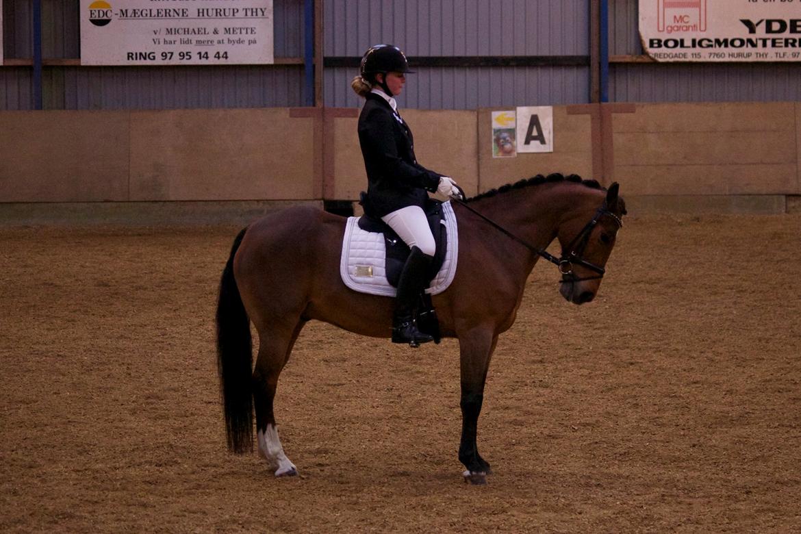 New Forest Fly billede 25