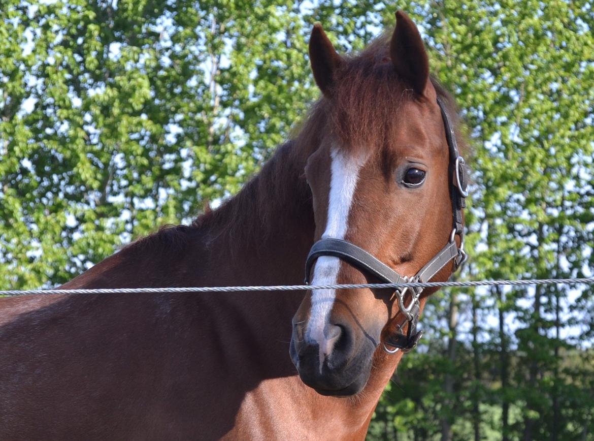 DSP Luanda billede 5