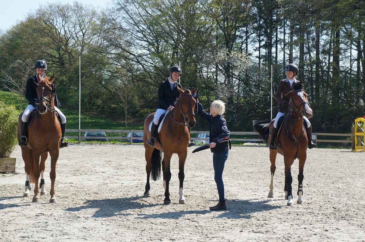 Holstener Quite la bryere billede 5