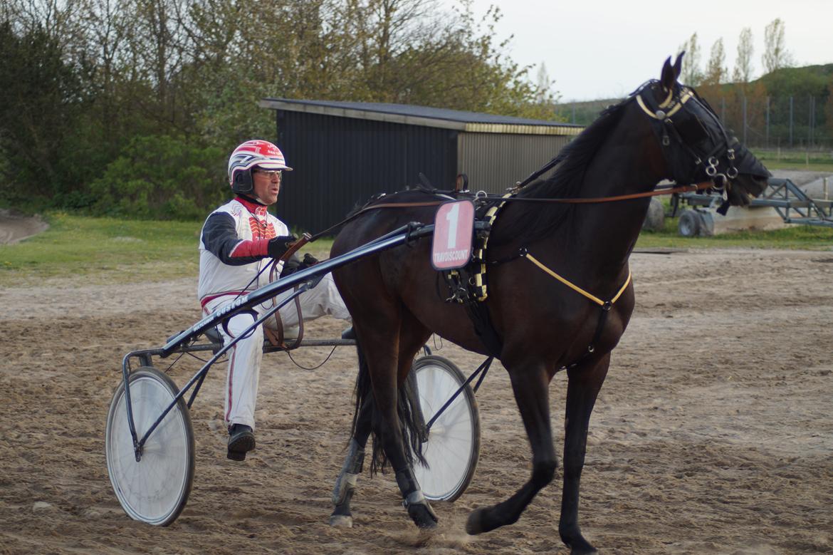 Traver Walkabout - Walkabout,lige inden hun skal ud i sit første travløb nogensinde,den 1 Maj 2014 billede 33