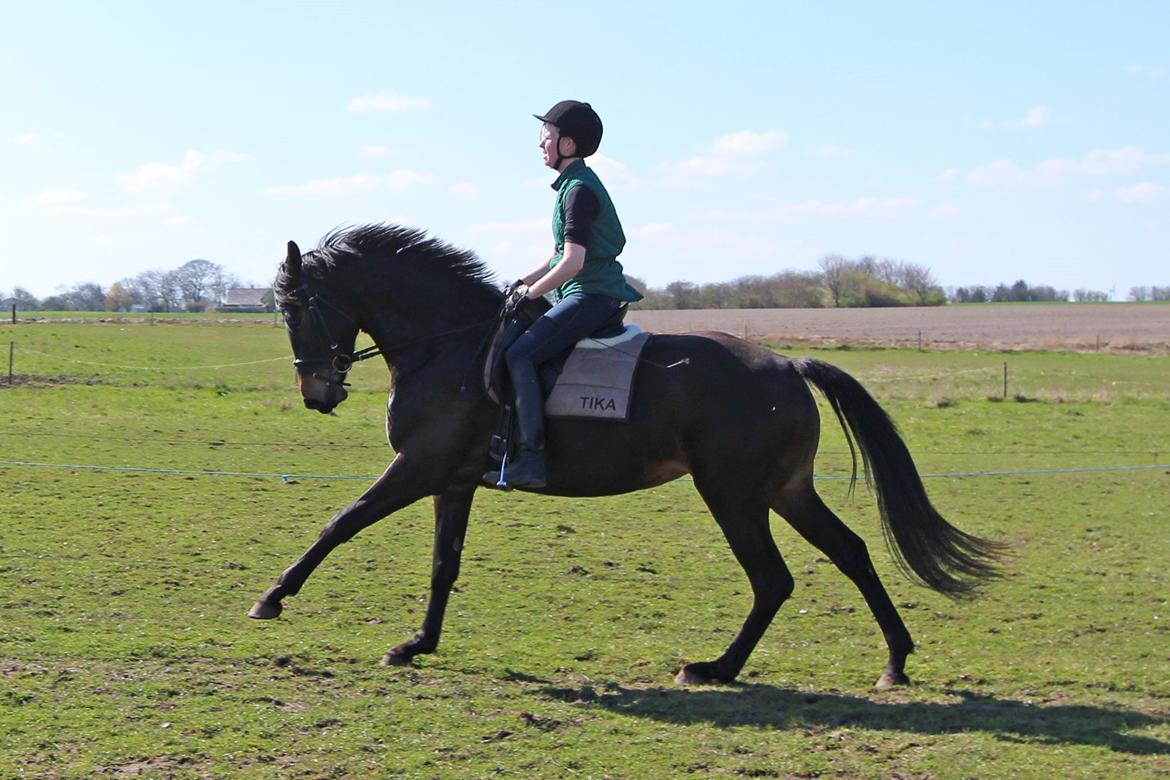 Trakehner Herbstmenuet billede 19